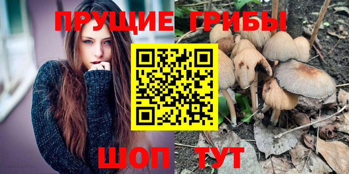 Псилоцибиновые грибы Psilocybine cubensis Людиново